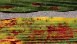 A ‘ubiquitous’ future for early crop disease detection?